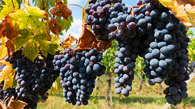 Кьянти - сердце Италии